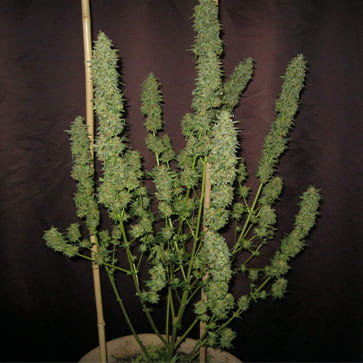 Насіння конопель White Magic Feminised